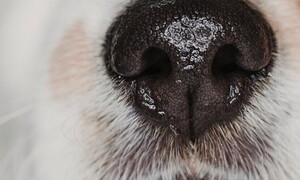 Dog-tor, un naso per le malattie…