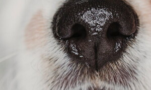 Dog-tor, un naso per le malattie…