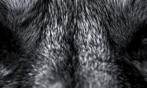 Enocioni de-estinti? Gli esperti smentiscono l'annuncio di Colossal Biosciences