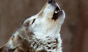 A volte ritornano…