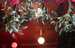 L’altra pianta del Natale: il vischio 