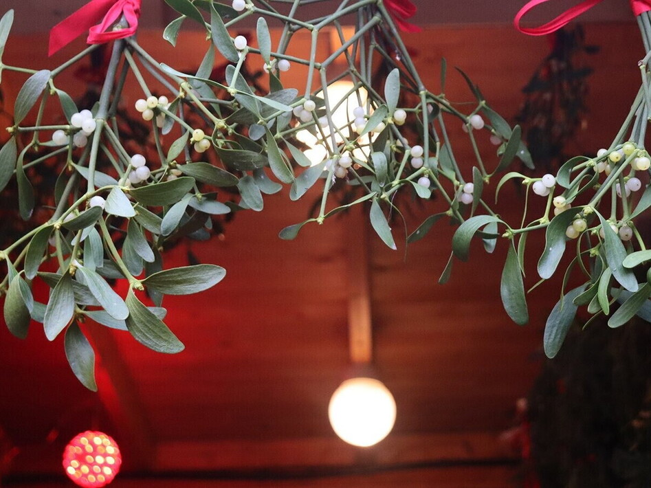 The other Christmas plant: mistletoe