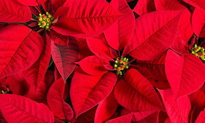 The Christmas Star Tradition