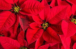 La tradizione della Stella di Natale 