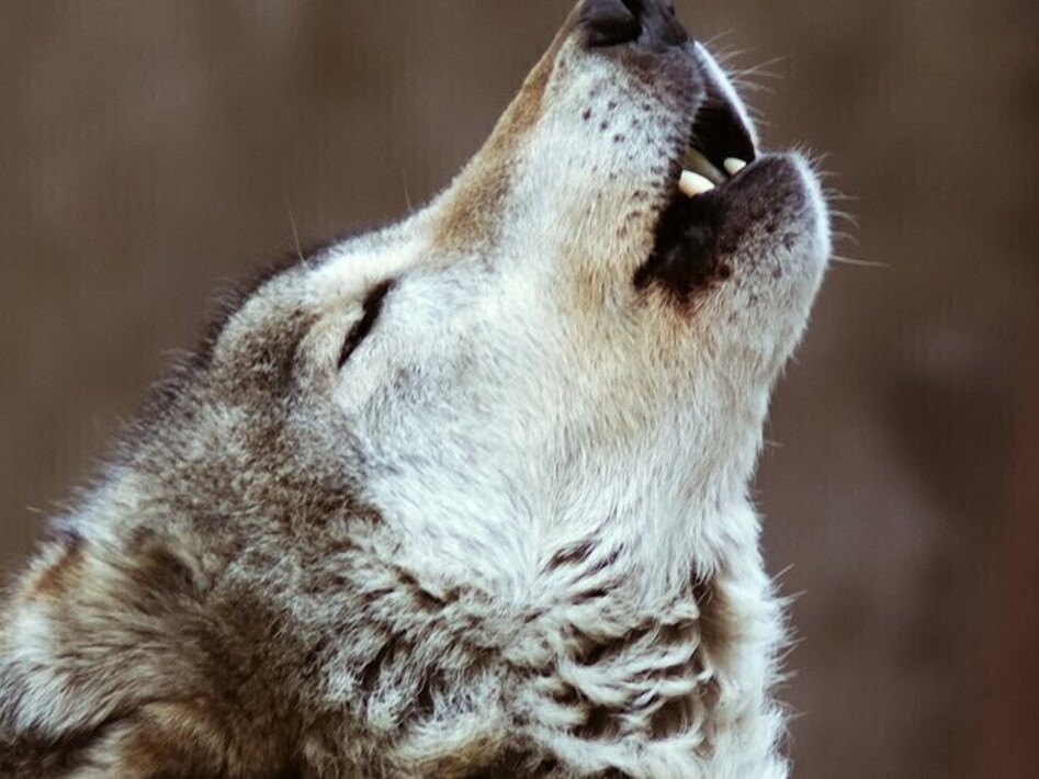 A volte ritornano…