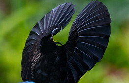 It takes two to tango: danza e amore nel regno animale