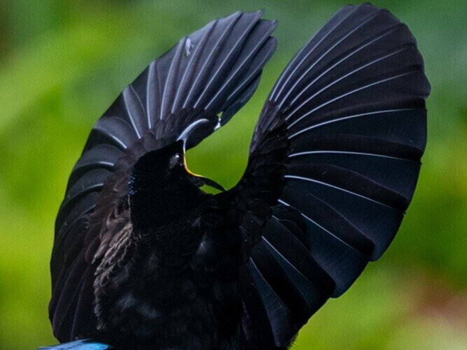 It takes two to tango: danza e amore nel regno animale