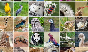 Giornata Mondiale della Biodiversità 2023