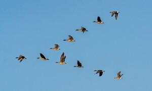 Il lungo viaggio degli uccelli e il cambiamento climatico
