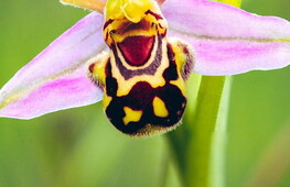 Chi c’è dietro quel fiore?