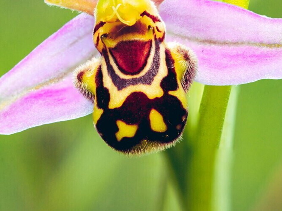 Chi c’è dietro quel fiore?