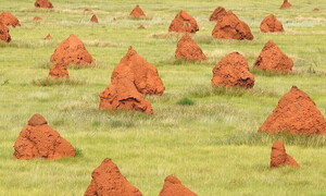 Architettura bestiale, tra raffinatezza e precisione