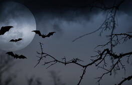 Pipistrelli, i signori delle tenebre