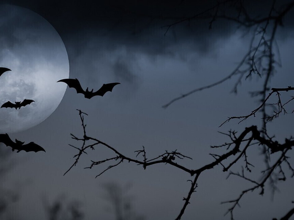 Pipistrelli, i signori delle tenebre