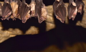 Curiosità “pipistrellesche”