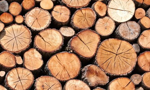 Supercondesatori in lignina per l'accumulo di elettricità