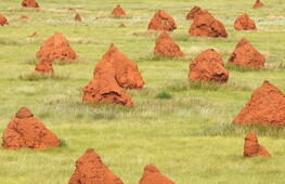 Architettura bestiale, tra raffinatezza e precisione