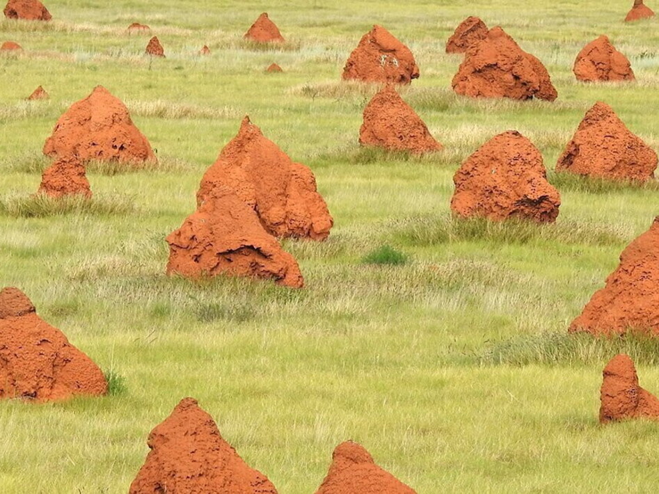 Architettura bestiale, tra raffinatezza e precisione