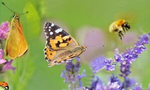 Un ronzio per la biodiversità