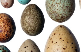 La tradizione dell’uovo di Pasqua e altre curiosità