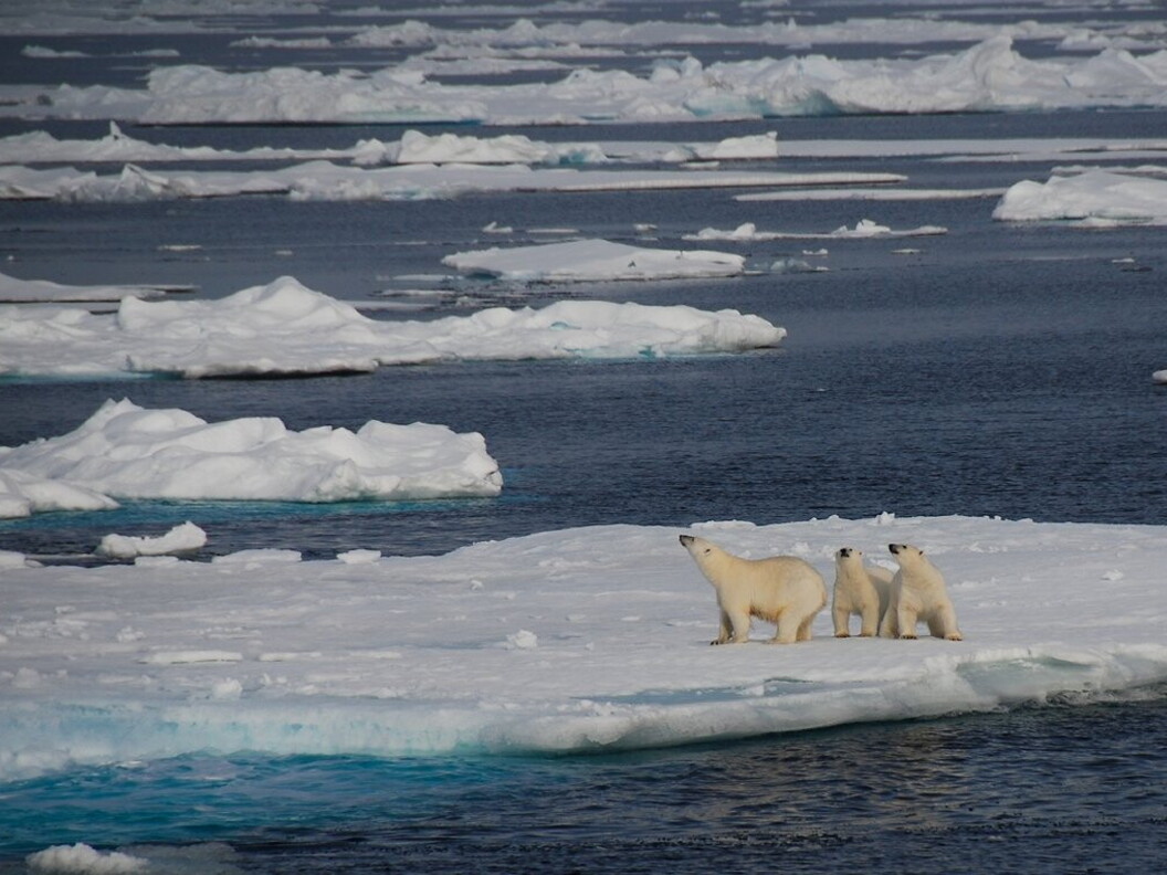Alla scoperta dei cavalieri dei ghiacci
