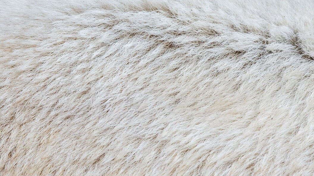 Alla scoperta dei cavalieri dei ghiacci