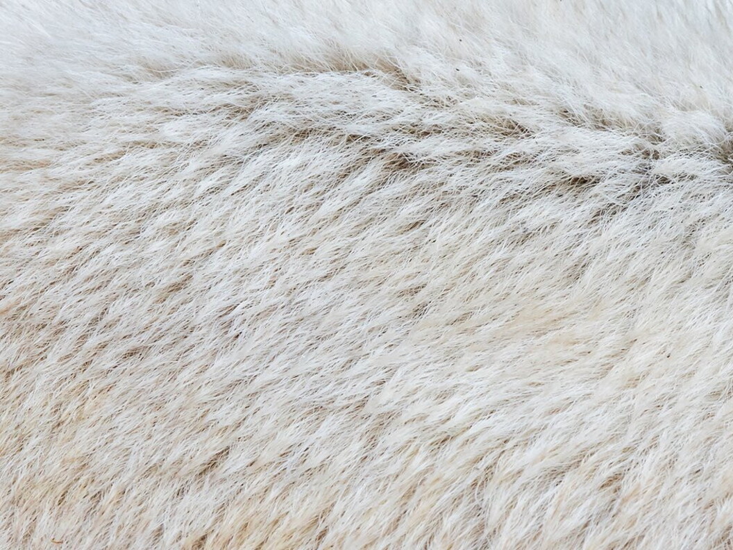 Alla scoperta dei cavalieri dei ghiacci