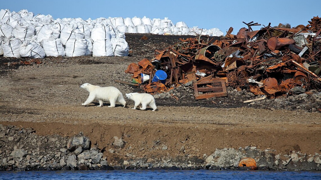 Alla scoperta dei cavalieri dei ghiacci