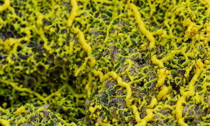 Can you be intelligent without a brain?