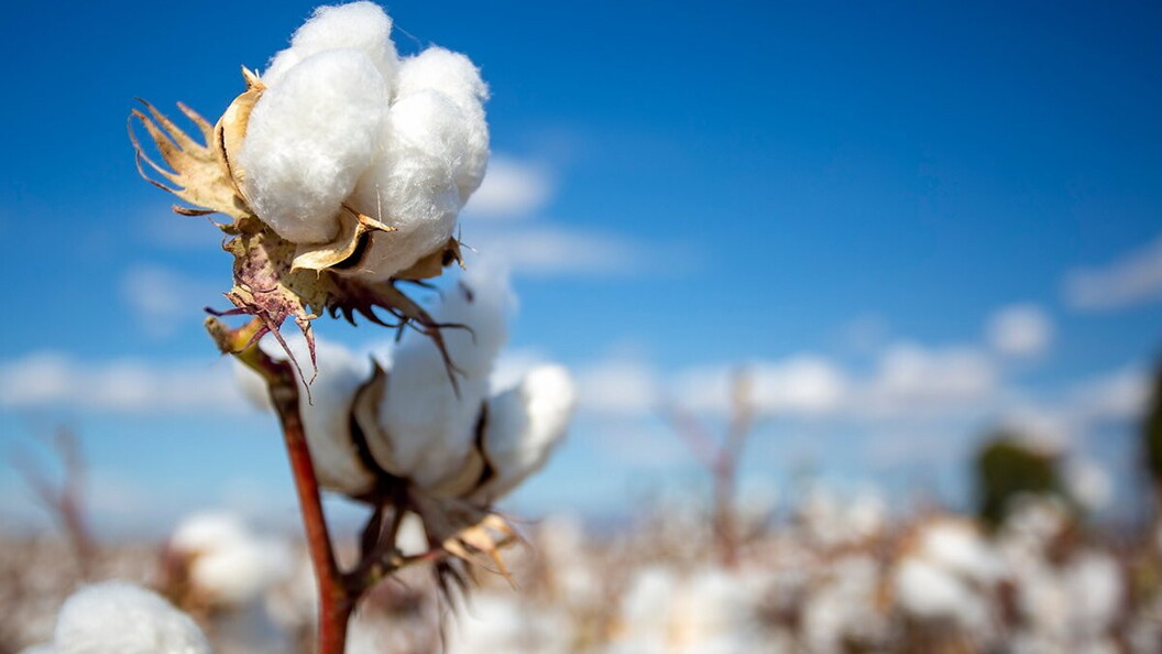Il cotone, la cui esportazione in tutto il mondo è responsabile di grandi flussi di “acqua virtuale”