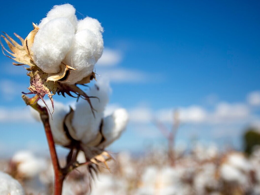 Il cotone, la cui esportazione in tutto il mondo è responsabile di grandi flussi di “acqua virtuale”