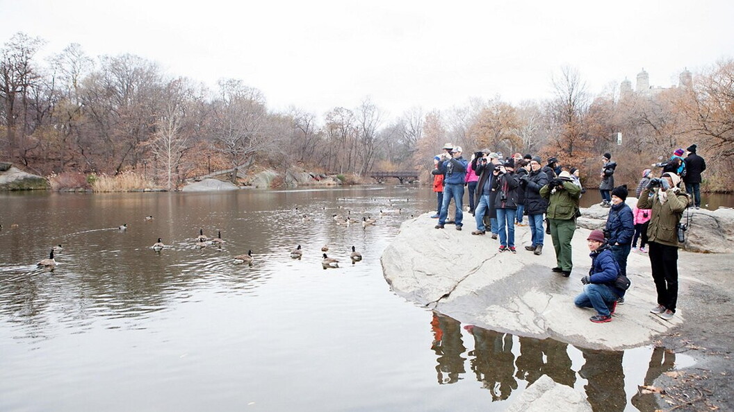 Christmas Bird Count. Crediti: National Audubon Society (audubon.org), Foto: Camilla Cerea/Audubon