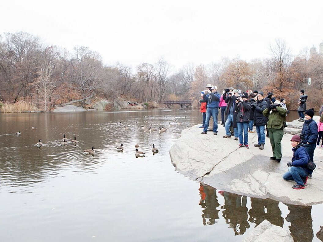 Christmas Bird Count. Crediti: National Audubon Society (audubon.org), Foto: Camilla Cerea/Audubon