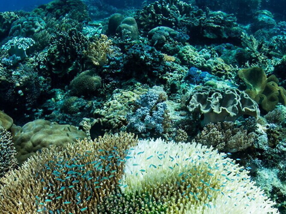 Facciamo impallidire anche il corallo!