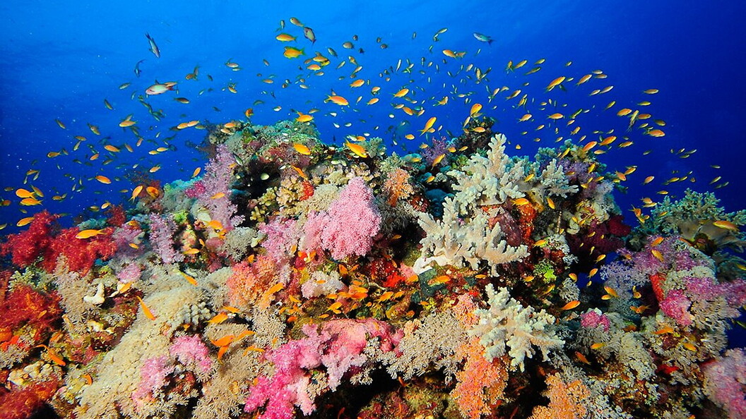 Barriera corallina in ottimo stato di salute.