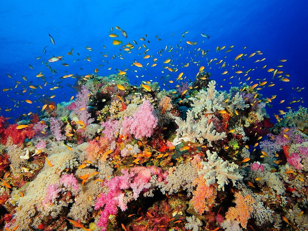 Barriera corallina in ottimo stato di salute.