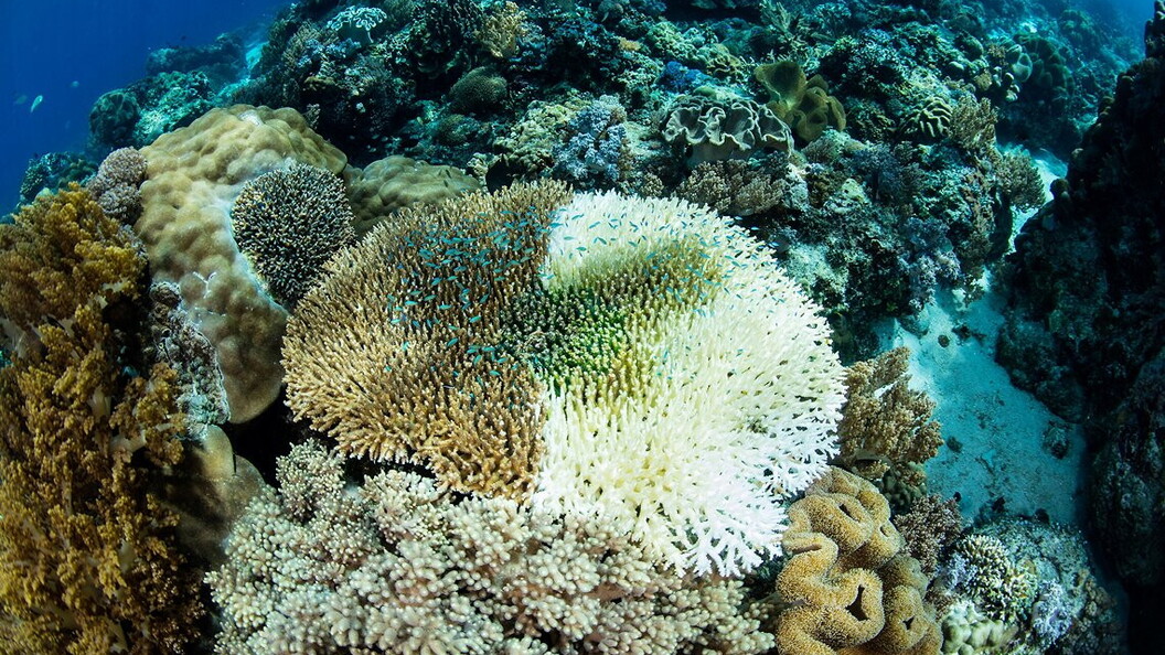 Fenomeno di sbiancamento del corallo in una acropora.