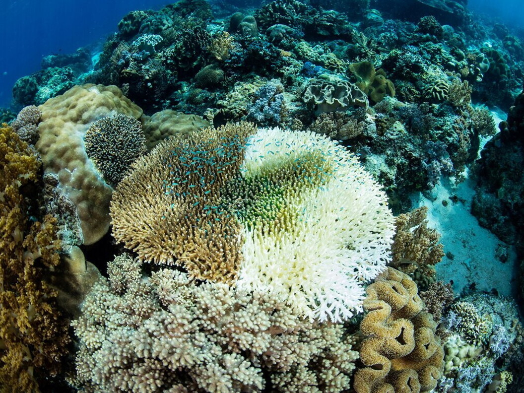 Fenomeno di sbiancamento del corallo in una acropora.