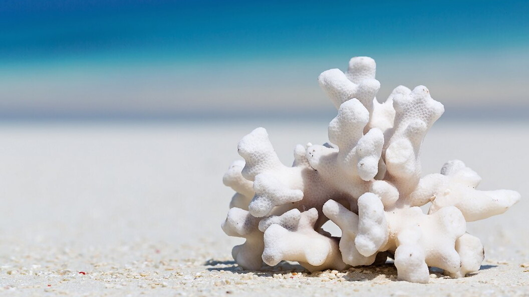 Il corallo morto assume una colorazione bianca.