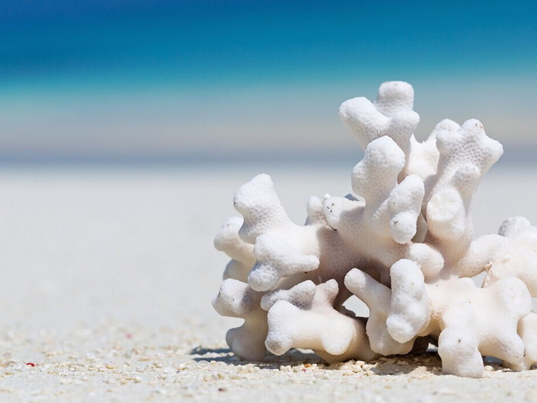 Il corallo morto assume una colorazione bianca.
