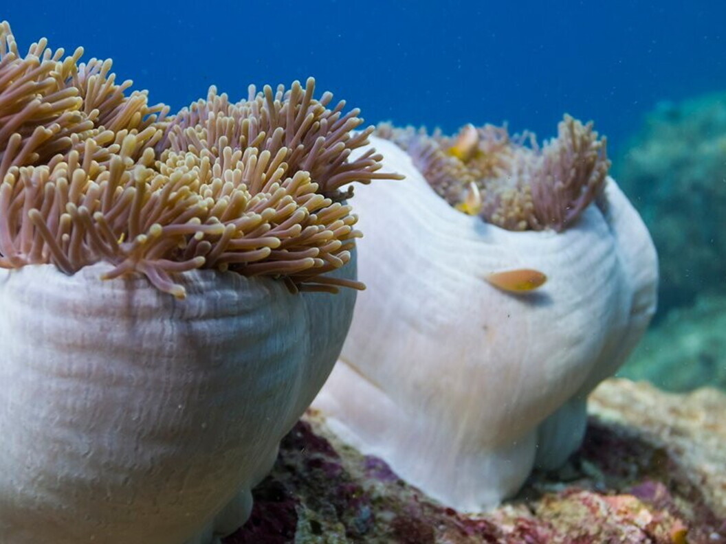 La perdita di colore avviene anche in altri organismi che vivono in simbiosi con le zooxantelle.