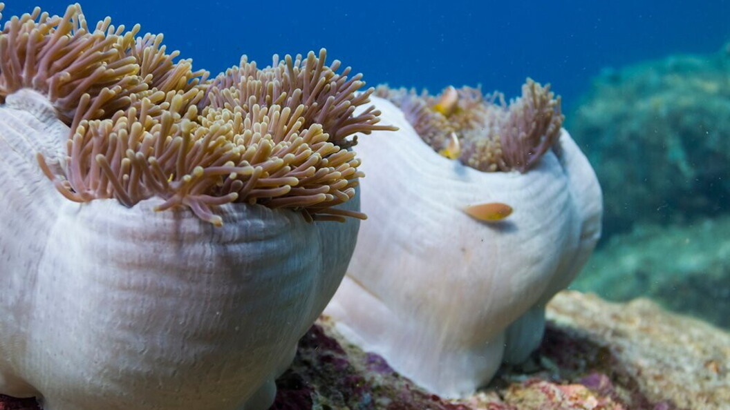 La perdita di colore avviene anche in altri organismi che vivono in simbiosi con le zooxantelle.