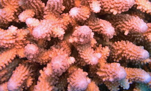 Ideati cerotti “smart” per curare i coralli malati