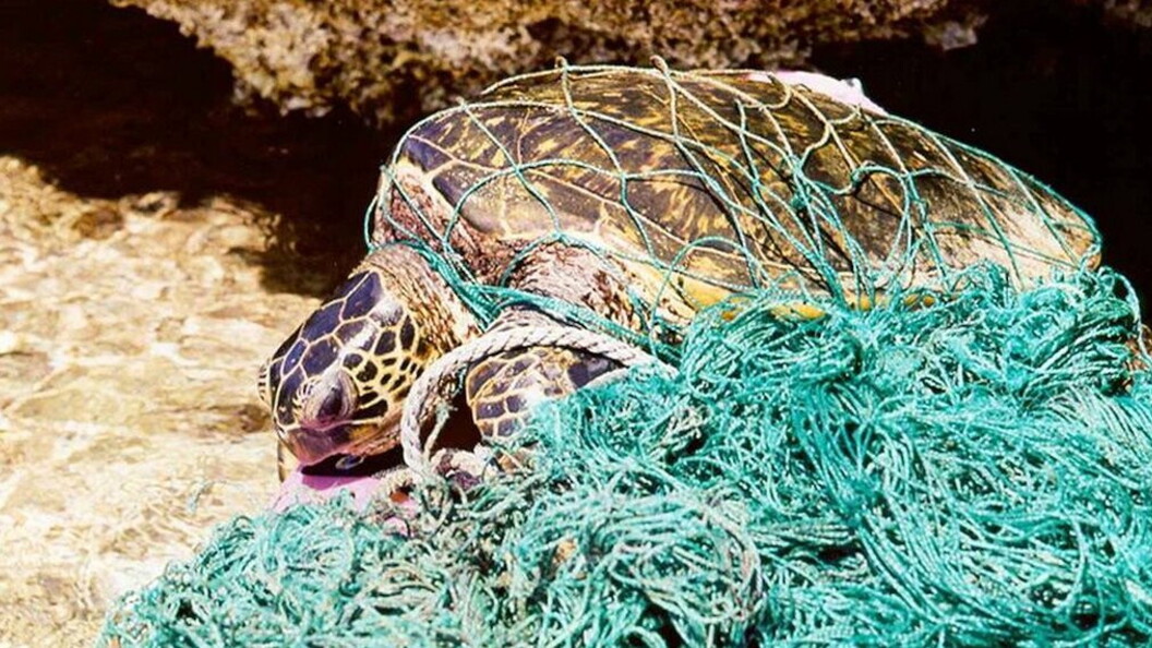 Le reti da pesca abbandonate possono essere una minaccia non solo per i pesci ma anche per mammiferi