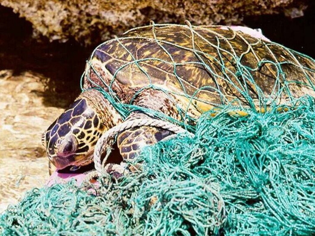Le reti da pesca abbandonate possono essere una minaccia non solo per i pesci ma anche per mammiferi