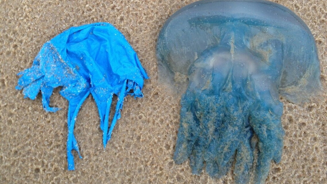 Somiglianza tra sacchetto di plastica e medusa (Foto NOAA)