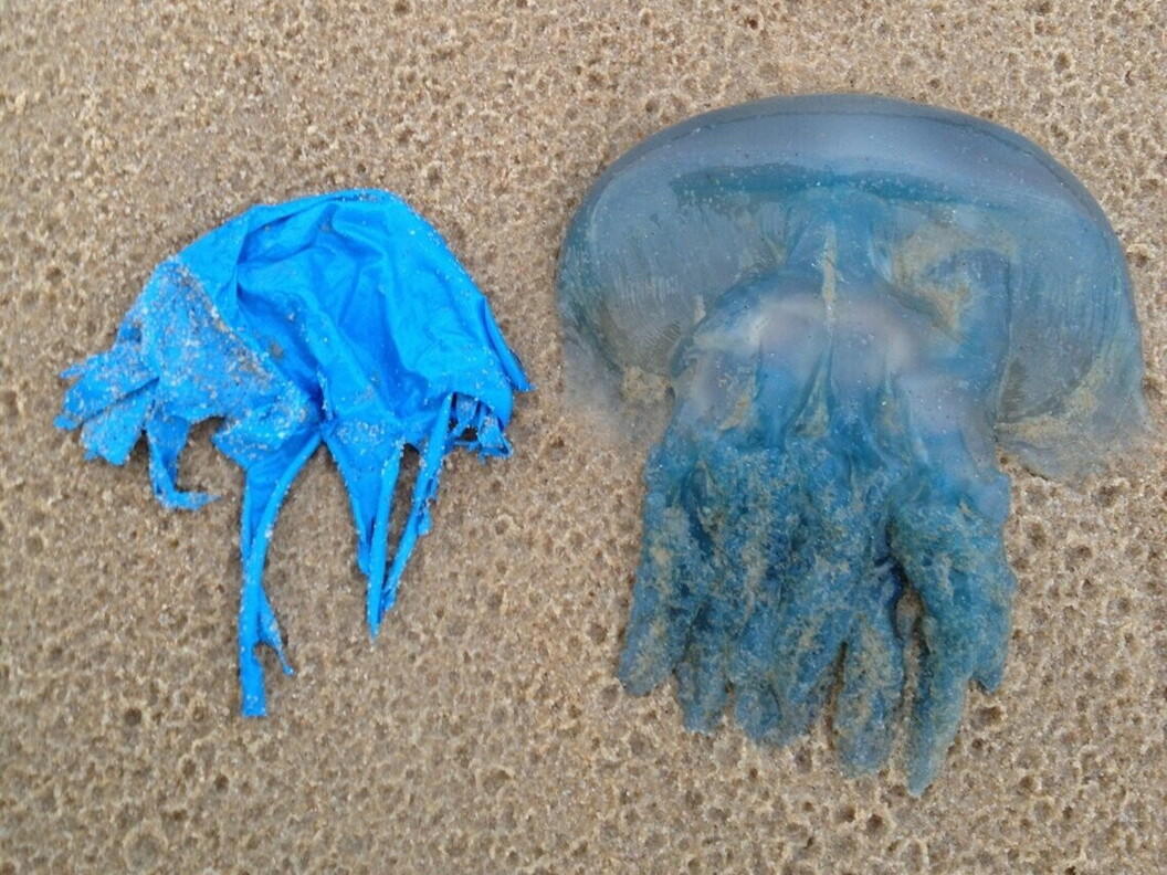 Somiglianza tra sacchetto di plastica e medusa (Foto NOAA)