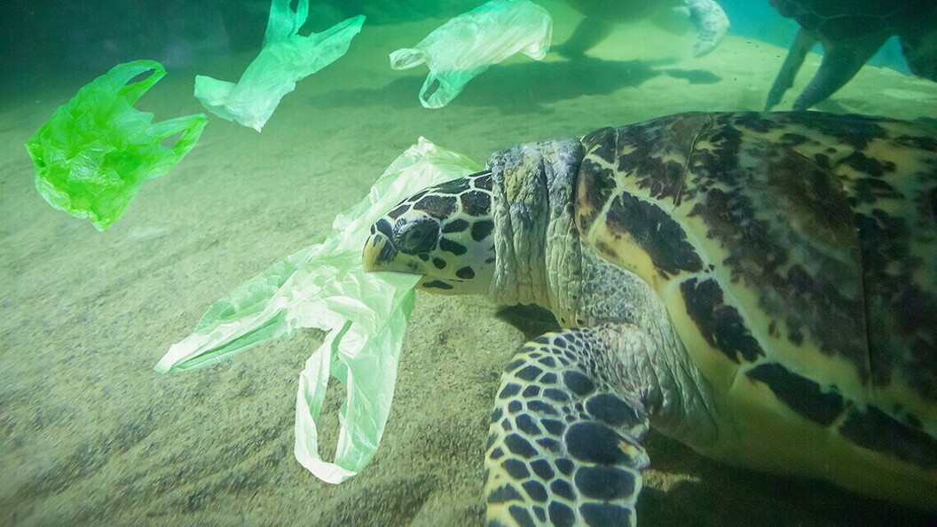 Tartaruga marina mentre mangia plastica