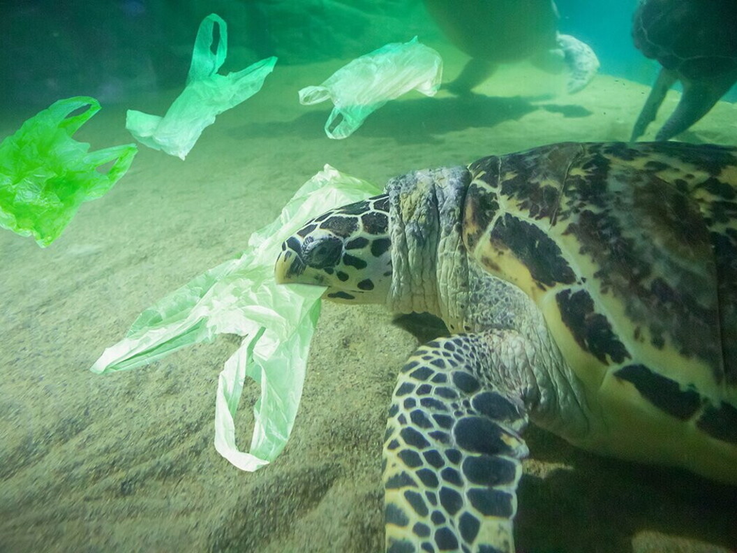 Tartaruga marina mentre mangia plastica