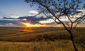 The relentless deforestation of the Cerrado